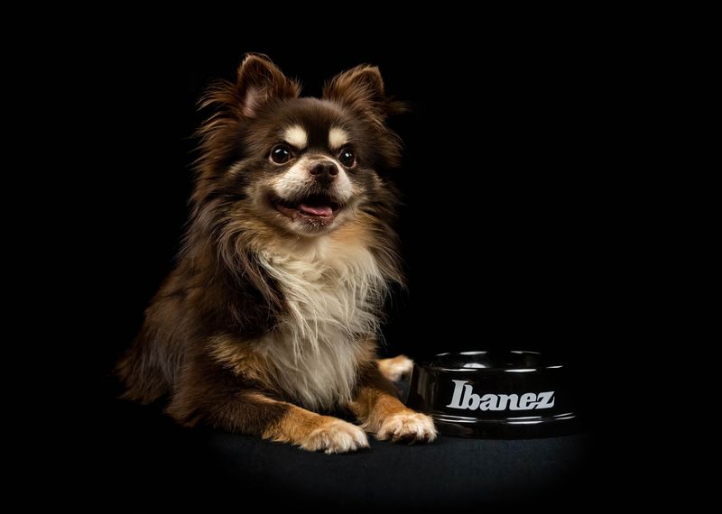 Ibanez IBWL001 Ibanez Accessory Bowl